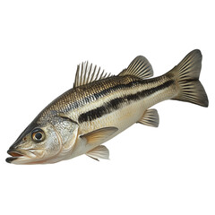 Fototapeta premium fish on transparent background