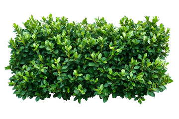 Naklejka premium Isolated green bush with lush foliage on a contrasting black background