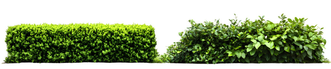 Aesthetic green bush composition on black background ideal for design elements