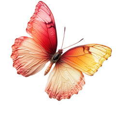 butterfly on transparent background