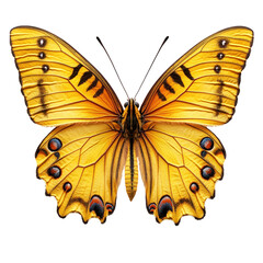 butterfly on transparent background