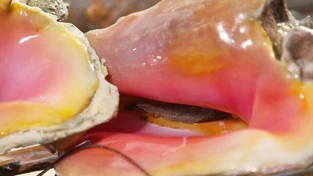 Close-up of colorful seashells