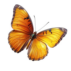 Fototapeta premium yellow butterfly on transparent background