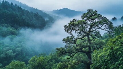 Obraz premium Foggy forest landscape with misty trees and peaceful ambiance