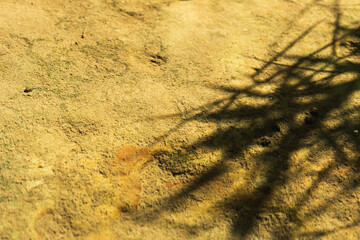 川の澱みに草が影を落とす01