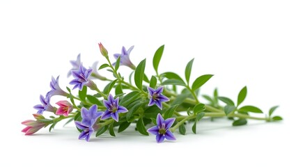 Photorealistic image of a Lobelia erinus plant isolated on white. Tiny vivid blooms with soft green leaves. Botanical macro with soft light and natural detail.