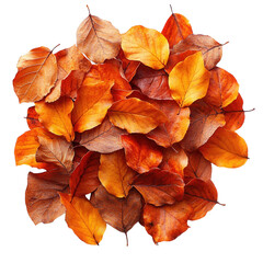 Fototapeta premium pile of autumn leaves on transparent background, fall foliage collection