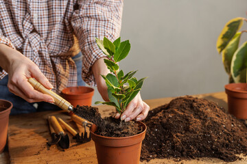 Woman Smiling While Caring for Houseplant Roots During Indoor Repotting at Home in Natural Light