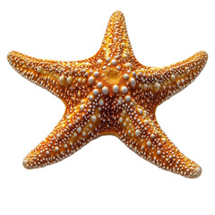 starfish on transparent background