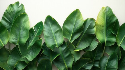 tropical banana plants set against white background, botanical reference 