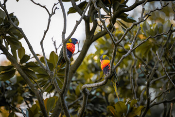 A vibrant pair of rainbow lorikeets perch among the glossy leaves of a tree, surrounded by soft afternoon light.