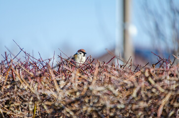 A small sparrow calmly rests on colorful thorny branches under soft morning light. Sparrow sitting...