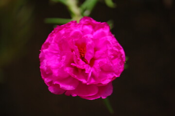 Close-up of a vibrant pink moss rose flower (Portulaca grandiflora) in full bloom, with dark blurred background.