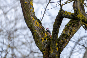 A colorful woodpecker clings to an old mossy tree on a cloudy morning. Woodpecker pecking tree bark, active mood, upward angle, forest scene, concept: persistence, wilderness, rustic life.