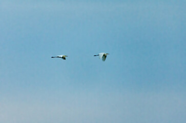 Two graceful swans glide smoothly through soft cloudy sky in perfect flight formation. Two swans...