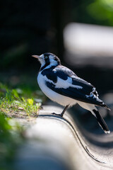 A striking black-and-white magpie-lark (Grallina cyanoleuca), also known as a peewee, standing on...