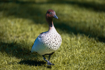 A native Australian Wood Duck walking or resting on green grass in natural daylight, showcasing...