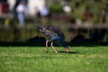 A striking Purple Swamphen (Porphyrio porphyrio) with vivid blue plumage and red bill foraging for food on lush grass in an urban park.