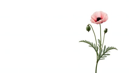 Photorealistic image of a Papaver (poppy) pink plant isolated on white. Thin crinkled petals with dark center and soft green leaves. Botanical macro with soft light and natural detail.