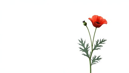 Photorealistic image of a Papaver (poppy) plant isolated on white. Thin crinkled petals with dark center and soft green leaves. Botanical macro with soft light and natural detail.