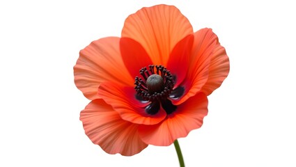 Photorealistic image of a Papaver (poppy) flower isolated on white. Thin crinkled petals with dark center and soft green leaves. Botanical macro with soft light and natural detail.