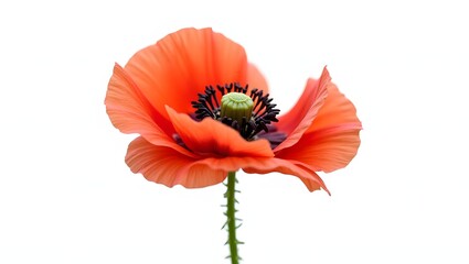 Photorealistic image of a Papaver (poppy) flower isolated on white. Thin crinkled petals with dark center and soft green leaves. Botanical macro with soft light and natural detail.