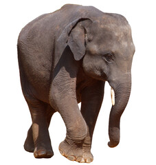 Obraz premium A large elephant is walking across a white background