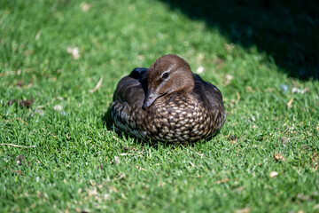 A native Australian Wood Duck walking or resting on green grass in natural daylight, showcasing distinctive plumage and a peaceful park setting.