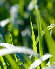 Fototapeta premium Aphids on a plant stem in nature