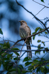 A little wattlebird perched on a branch, showing off its speckled chest and curious gaze,...