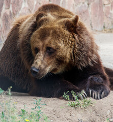 A brown bear is laying down on the ground