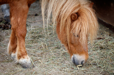 A brown horse with long hair is eating grass