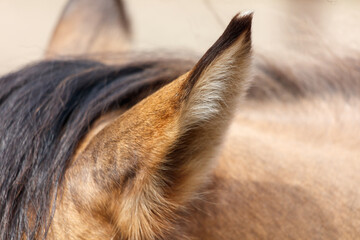 The ear of a horse with a brown tip
