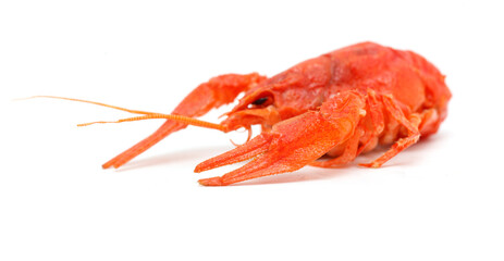 A close up of a large red crab