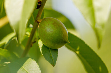 A green fruit hanging from a tree