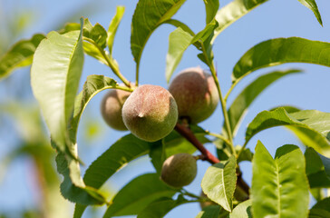 Three peaches are hanging from a tree branch