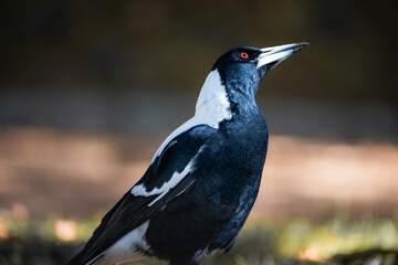 A striking close-up of an Australian Magpie, highlighting its glossy black-and-white feathers and piercing red eye in a peaceful outdoor setting.
