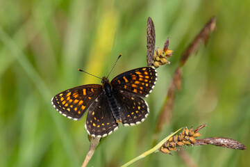 false heath fritillary (Melitaea diamina) perching on a sedge with open wings