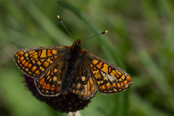 a marsh fritillary (Euphydryas aurinia) perching with open wings and very abraded left wings, the subspecies aurinia is a lowland form