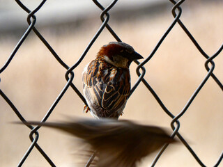 2 p&aacute;jaros de un tiro