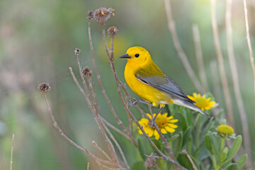 An adult prothonotary warbler (Protonotaria citrea) perched on a twig.