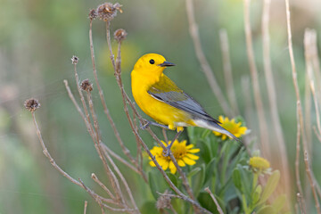 An adult prothonotary warbler (Protonotaria citrea) perched on a twig.