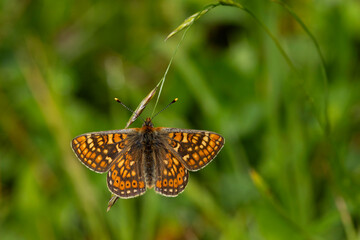 marsh fritillary (Euphydryas aurinia) perching with open wings on a sedge, the subspecies aurinia is a lowland form