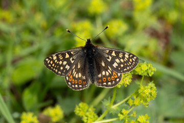 alpine marsh fritillary (Euphydryas aurinia) perching with open wings, the subspecies debilis is a high altitude form