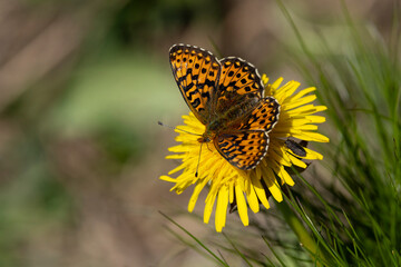 pearl-bordered fritillary (Boloria euphrosyne) perching with open wings on a yellow blossom