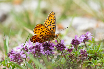 pearl-bordered fritillary (Boloria euphrosyne) perching with open wings on violet thyme blossoms sucking nectar © Mathias Putze