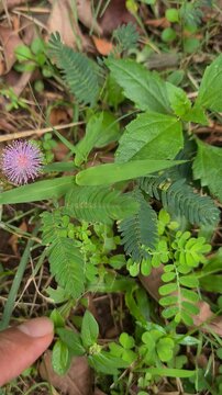 Mimosa pudica plant or "Putri Malu" reacting to human touch, its leaves folding instantly. Sensitive plant movement captured clearly in natural daylight outdoors.