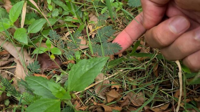 Mimosa pudica plant or "Putri Malu" reacting to human touch, its leaves folding instantly. Sensitive plant movement captured clearly in natural daylight outdoors.