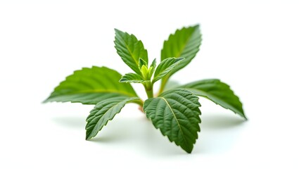 Photorealistic image of Melissa officinalis plant isolated on white. Bright green serrated leaves with wrinkled texture. Botanical macro with soft light and natural detail.