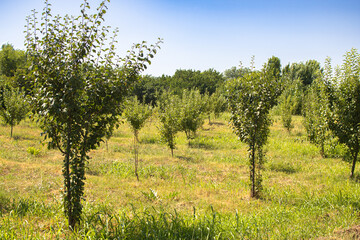 Fototapeta premium Apple orchard, young apple trees, background